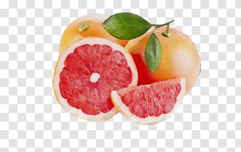 Watercolor Natural - Mandarin Orange - Clementine Tangerine Transparent PNG