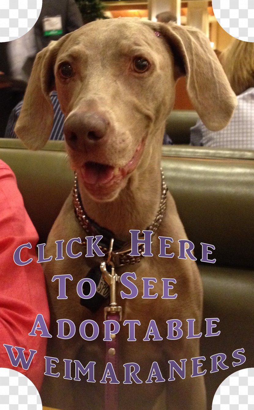 The Weimaraner Dog Breed Puppy Sporting Group Transparent PNG