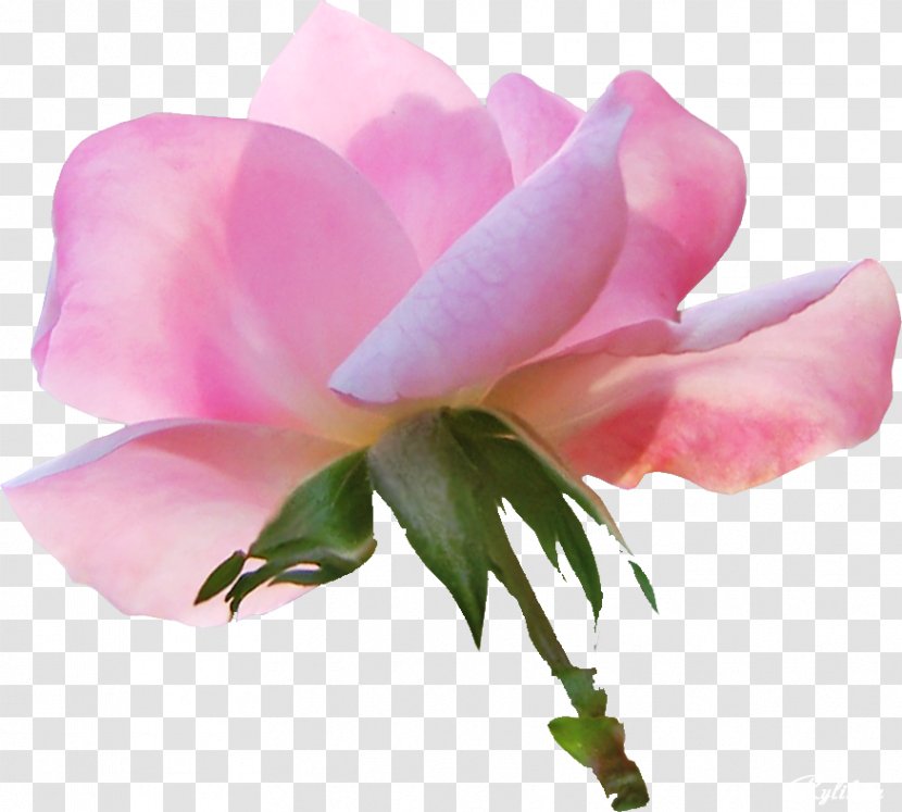 Garden Roses China Rose Cabbage Flower Clip Art - Floribunda Transparent PNG