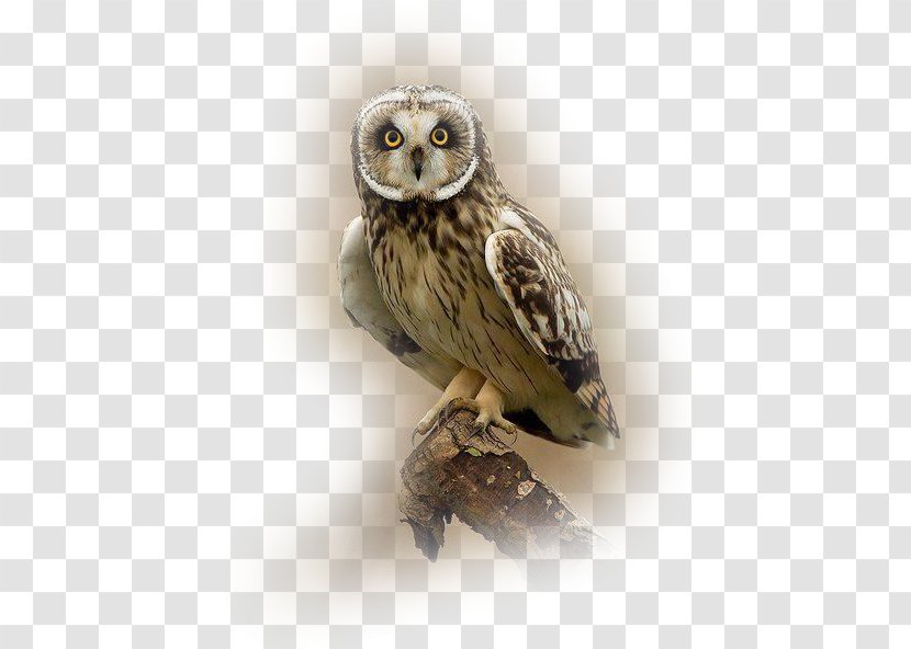 Great Grey Owl Bird Tawny Short-eared - Shorteared Transparent PNG