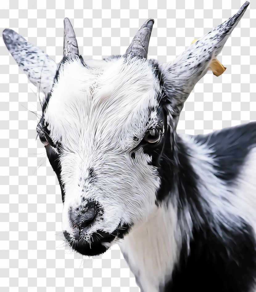 Goat Goats Horn Feral Goat-antelope - Livestock Chamois Transparent PNG