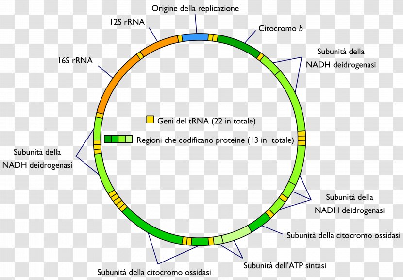 Mitochondrial DNA Mitochondrion Genome Nuclear - Dna Transparent PNG