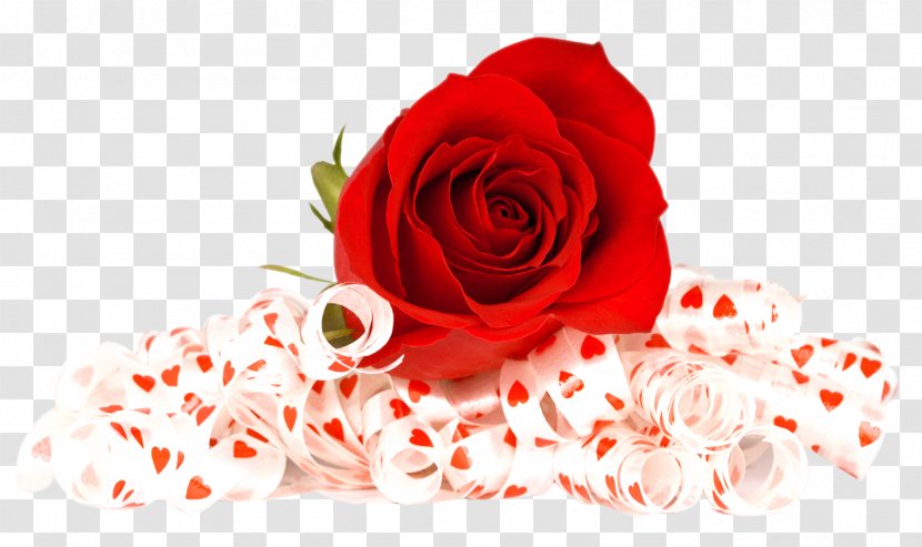 Rose Clip Art - Flower - Red Transparent PNG