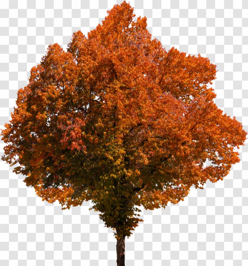 Fall Tree Image Autumn Transparent PNG