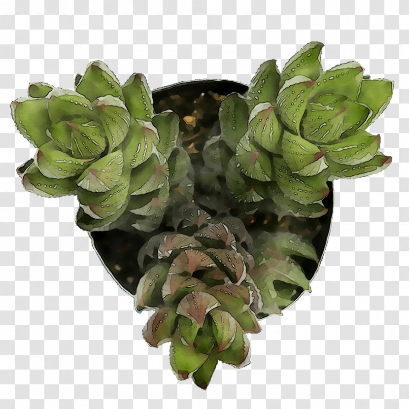 Plants - Stonecrop Family - Succulent Plant Transparent PNG