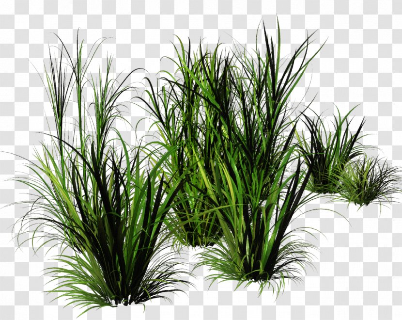 Bunch Grass - Herbaceous Plant Transparent PNG
