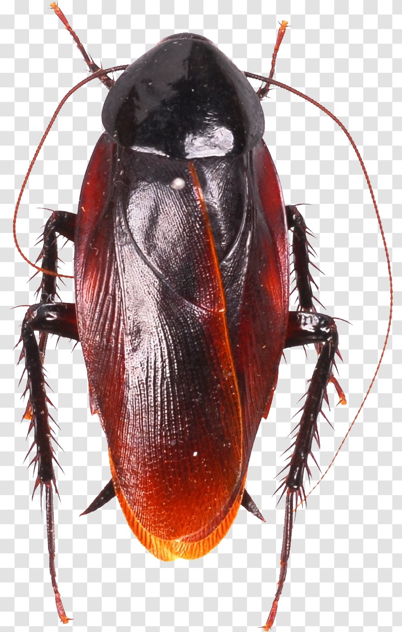 American Cockroach Insect German Florida Woods - Scarabs - Roach Transparent PNG