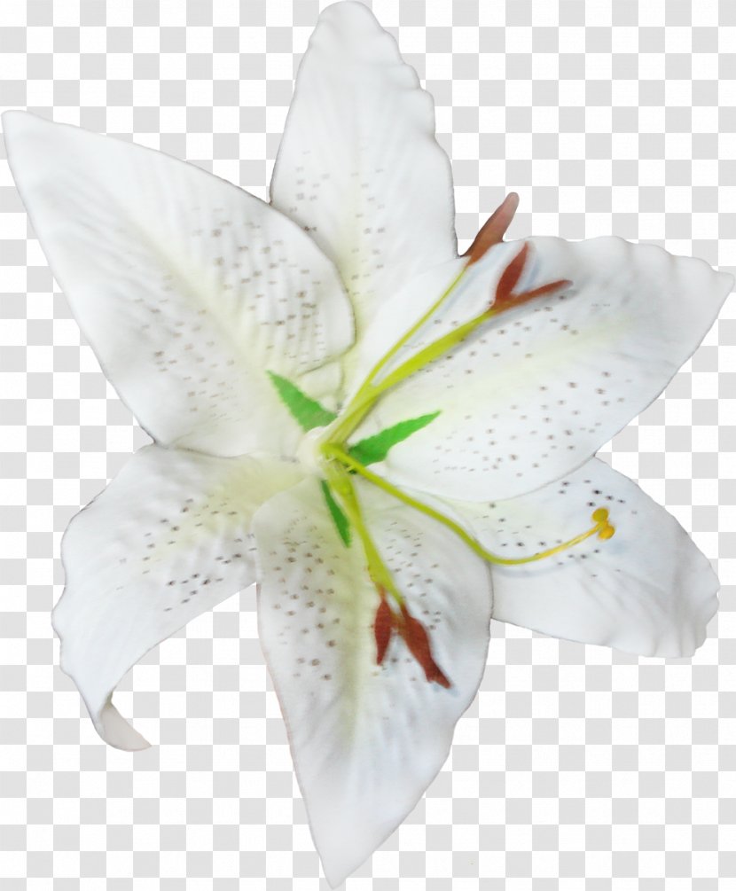 Cut Flowers Petal Lily M - Flower - White-lilies Transparent PNG