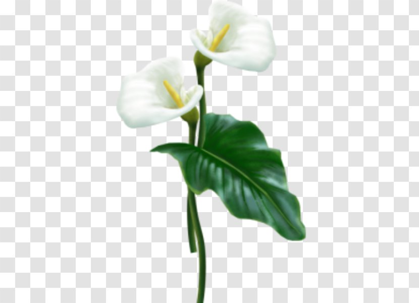Flower Arum-lily Clip Art - Arum Lilies - Calla Lily Transparent PNG