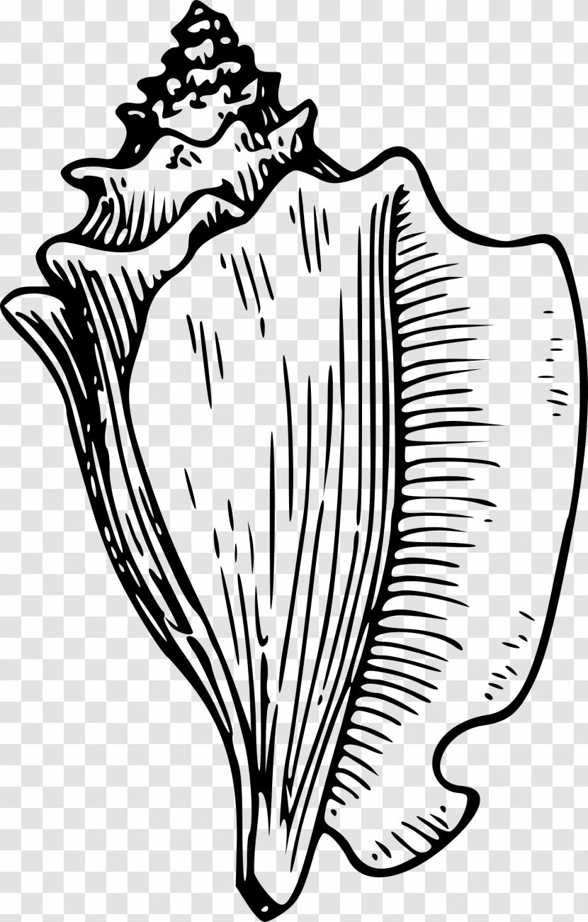Conch Seashell Drawing Clip Art - Heart - Nature Sea Animals Transparent PNG