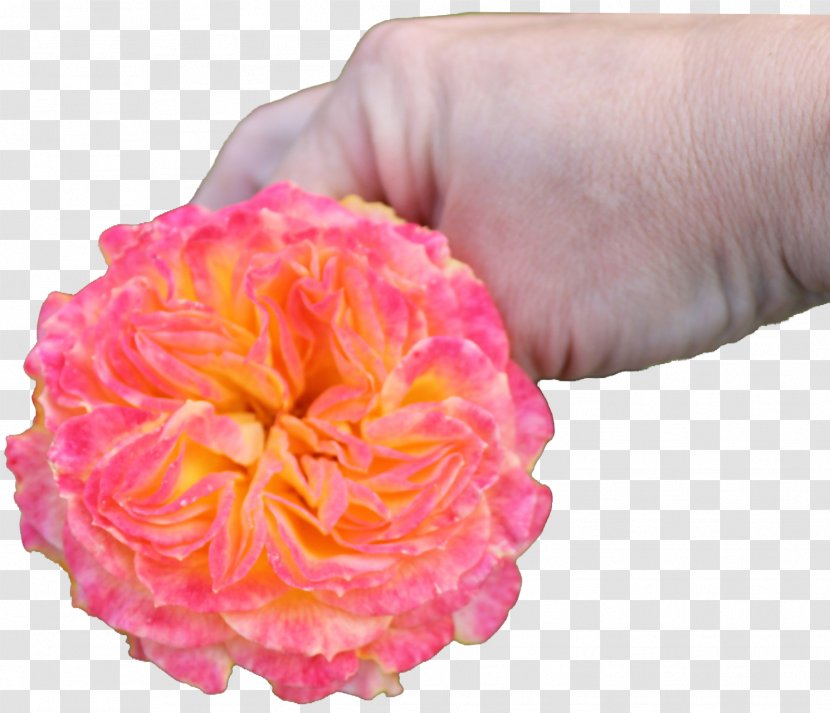 Garden Roses Floribunda Cultivar Pink - Aroma - Rose Transparent PNG