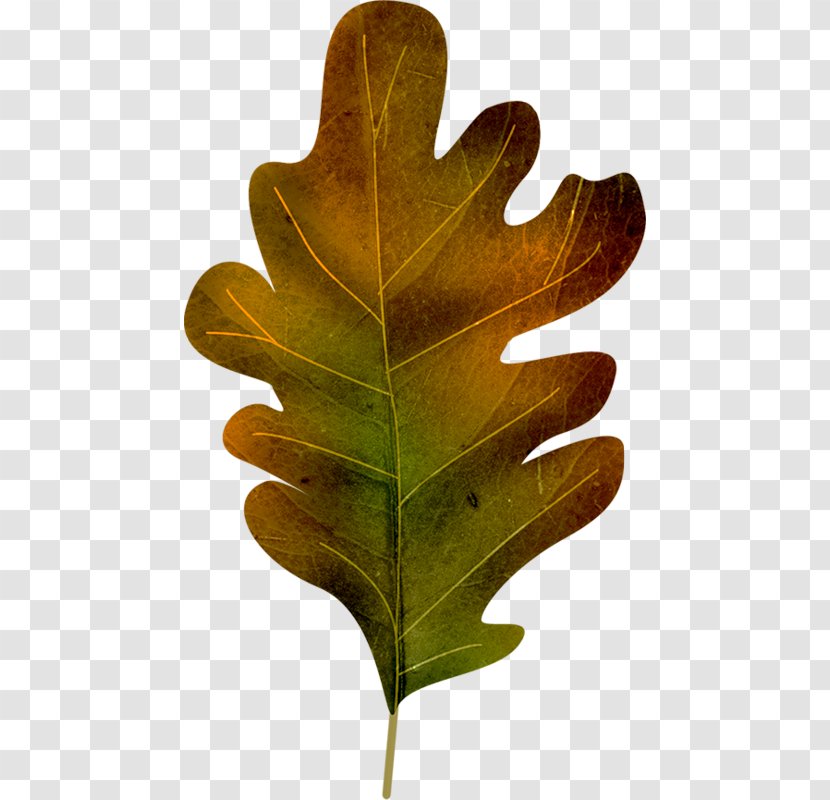 Autumn Car Leaf Oak Transparent PNG