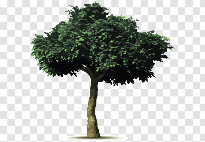 Tree Planting Common Fig Weeping Branch - Flowerpot Transparent PNG