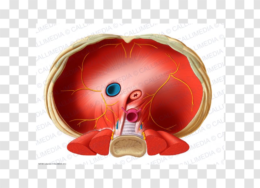 Thoracic Diaphragm Inferior Vena Cava Human Anatomy Esophagus - Watercolor - Diafragma Transparent PNG