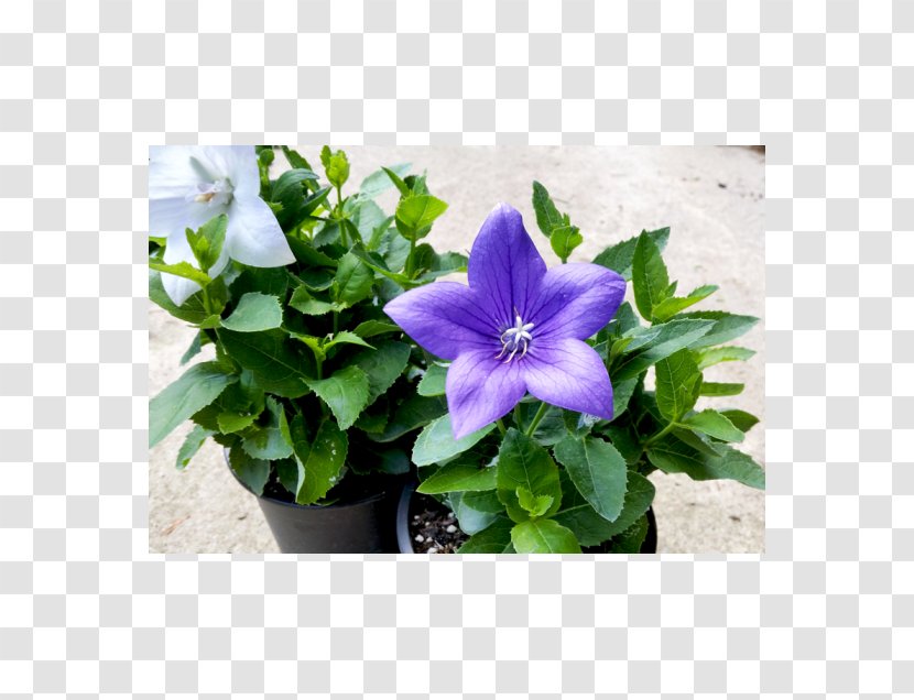 Platycodon Grandiflorus Nin Jiom Pei Pa Koa Birth Flower Bellflowers Wikipedia - Violet Transparent PNG