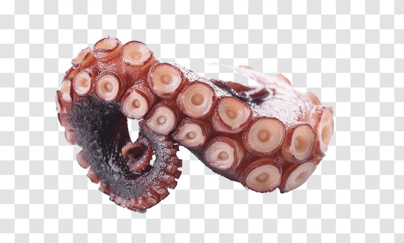 Octopus - Shutter Stock Transparent PNG