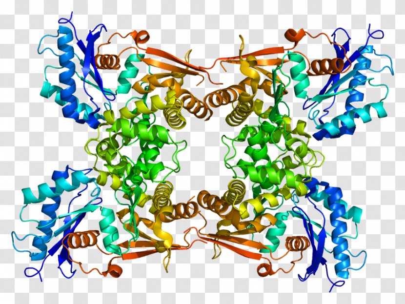 N-acetyl-D-glucosamine Kinase N-acetylglucosamine Protein - Text - Atp Pattern Transparent PNG