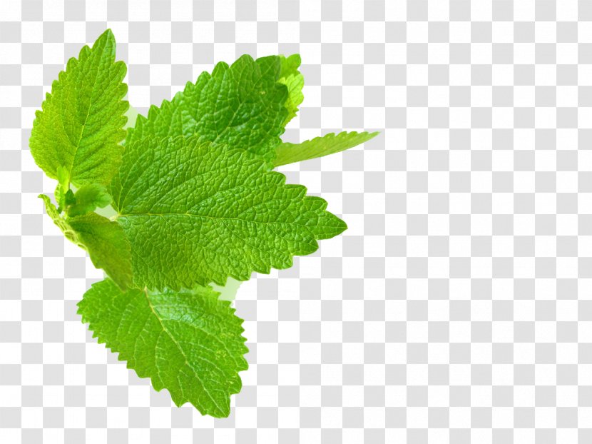 Lemon Balm Herb Mint Leaf - Plant Transparent PNG