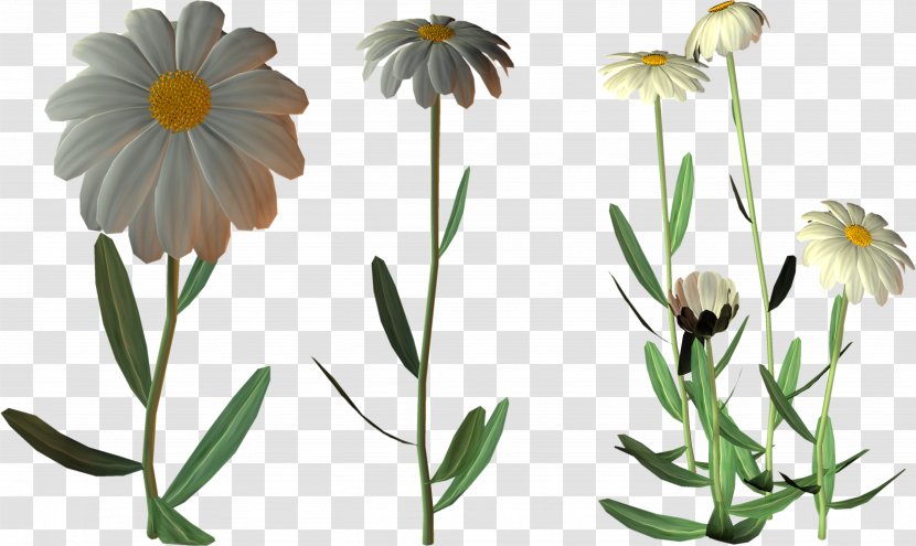 Cut Flowers Oxeye Daisy Clip Art - Flower Bouquet - Camomile Transparent PNG