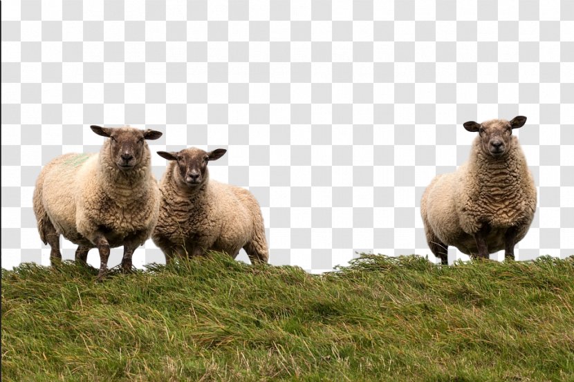 Sheep Pasture Grazing Herd Fauna - Adaptation - Vertebrate Transparent PNG