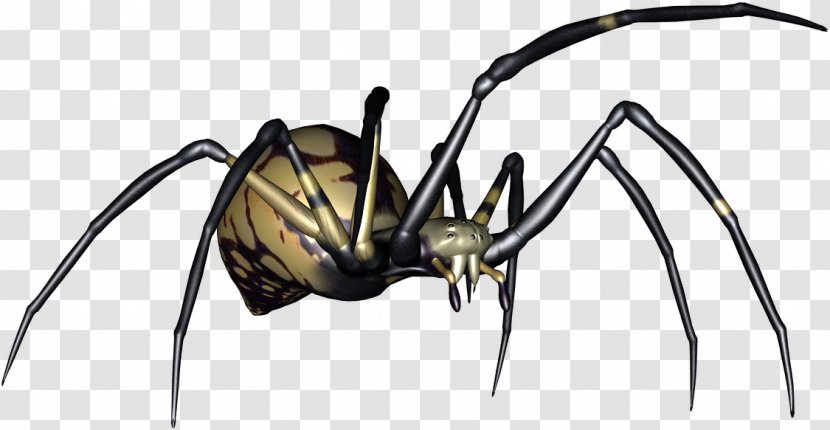 Widow Spiders Digital Image - Spider Transparent PNG