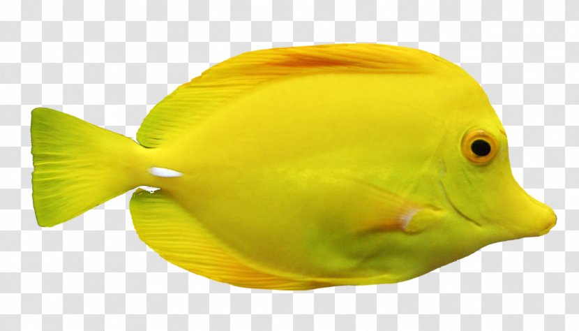 Fish Yellow Marine Biology Clip Art - Cuisine Transparent PNG