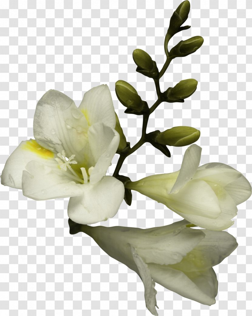 Flower Bouquet Clip Art - Petal - Amulet Transparent PNG