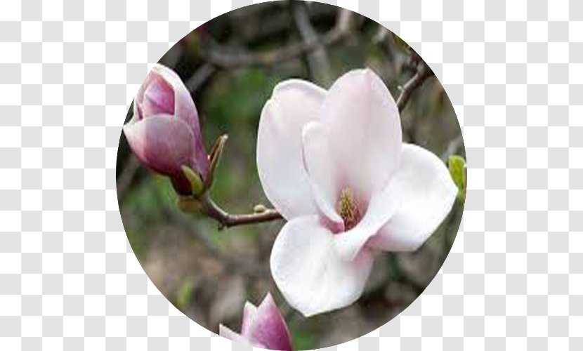 Love Flower Magnolia Hope Virtue - Flowering Plant Transparent PNG
