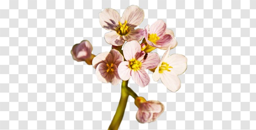 Flower Spring Clip Art - Flowering Plant Transparent PNG