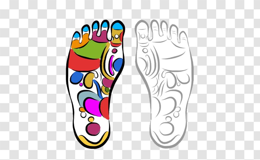 Reflexology Massage Foot Vector Graphics 脚底按摩 - Organism - Gymnastics Skills A To Z Transparent PNG