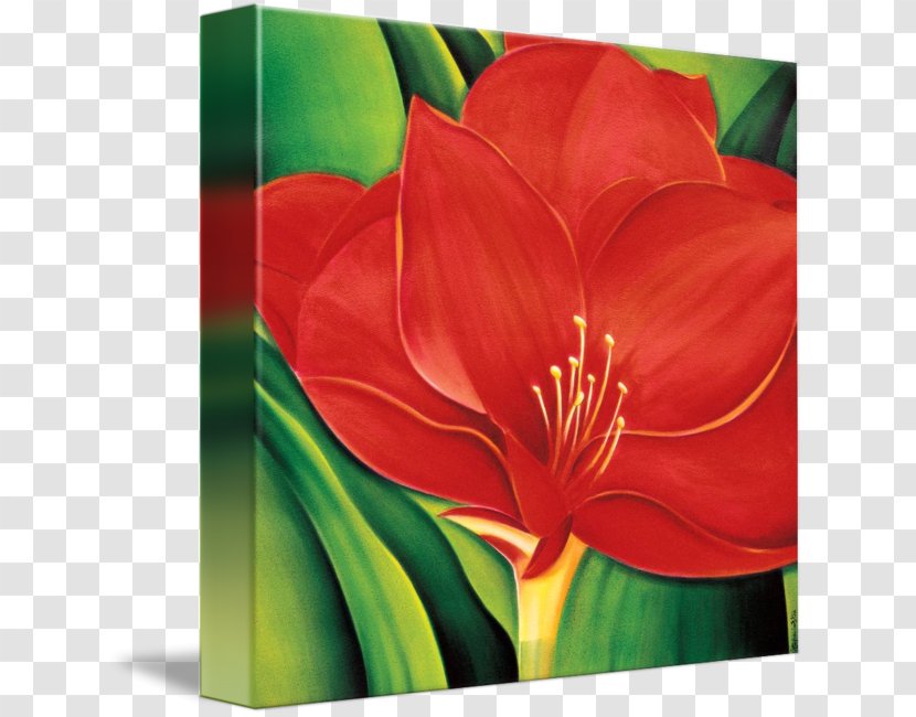 Amaryllis Jersey Lily Acrylic Paint Still Life Photography Transparent PNG