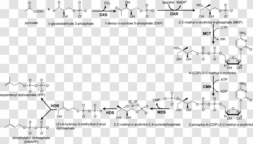 Non-mevalonate Pathway Xylulose 5-phosphate Biosynthesis Enzyme - Silhouette Transparent PNG