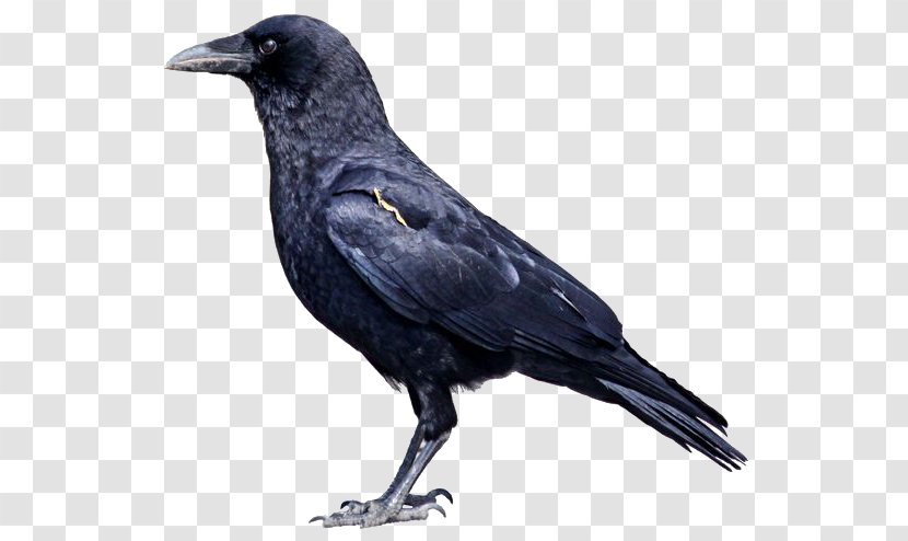 American Crow Rook Bird Common Raven Carrion - Fauna - Side Transparent PNG