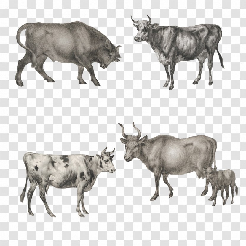 Zebu Ox Image Wildebeest - Livestock - Oxen Pattern Transparent PNG