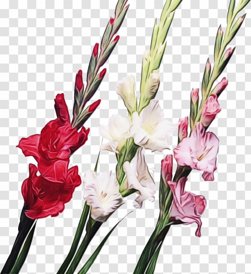 Flower Flowering Plant Cut Flowers Gladiolus - Bouquet Pedicel Transparent PNG