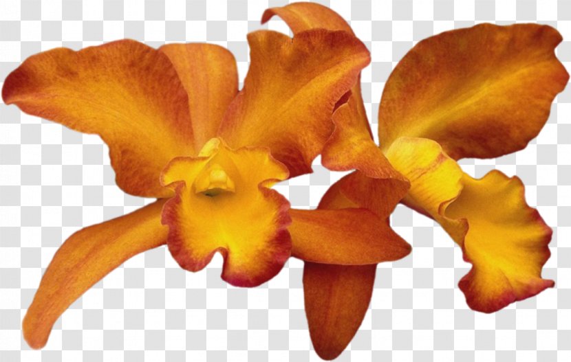 Cattleya Orchids Moth Cut Flowers - Flowering Plant - Flower Transparent PNG