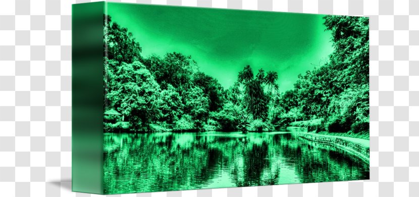 Biome Forest Vegetation Desktop Wallpaper Stock Photography - Swan Lake Transparent PNG