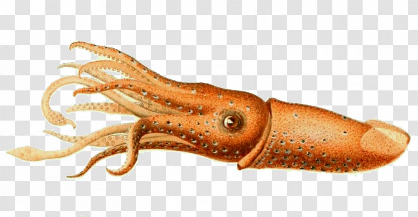 Colossal Squid Cephalopod Histioteuthis Reversa Invertebrate Transparent PNG