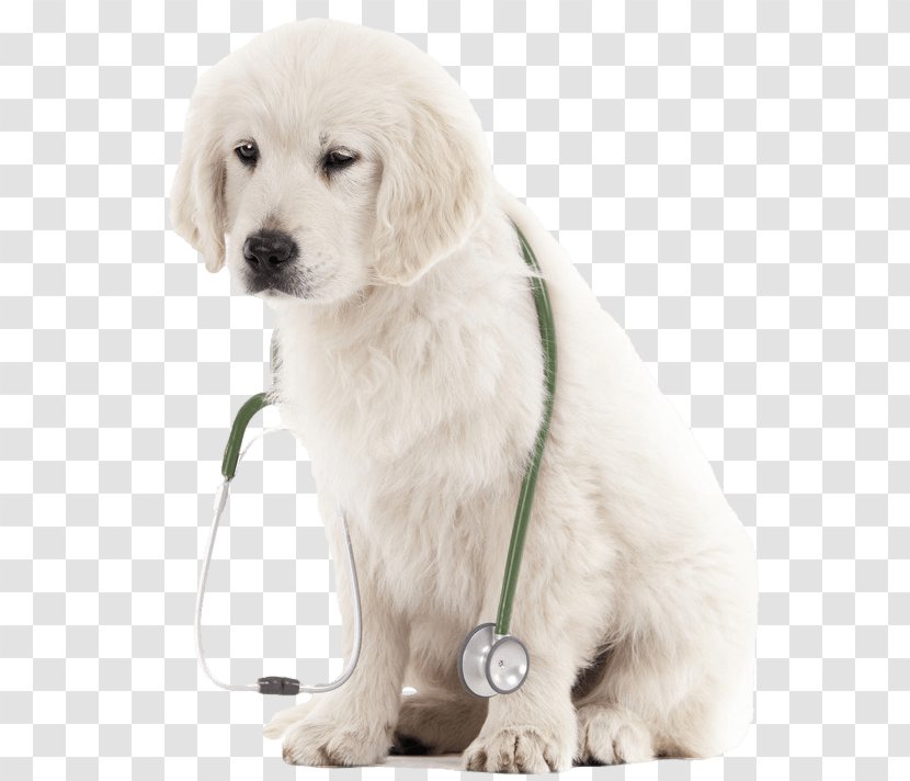 Golden Retriever Slovak Cuvac Kuvasz Polish Tatra Sheepdog Great Pyrenees - Pup Transparent PNG