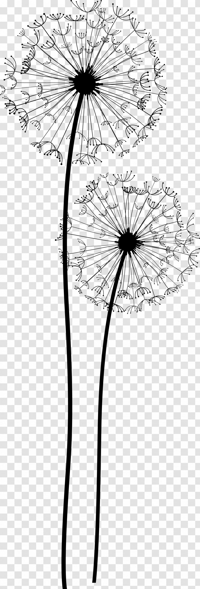 Common Dandelion Taraxacum Platycarpum Euclidean Vector Transparent PNG
