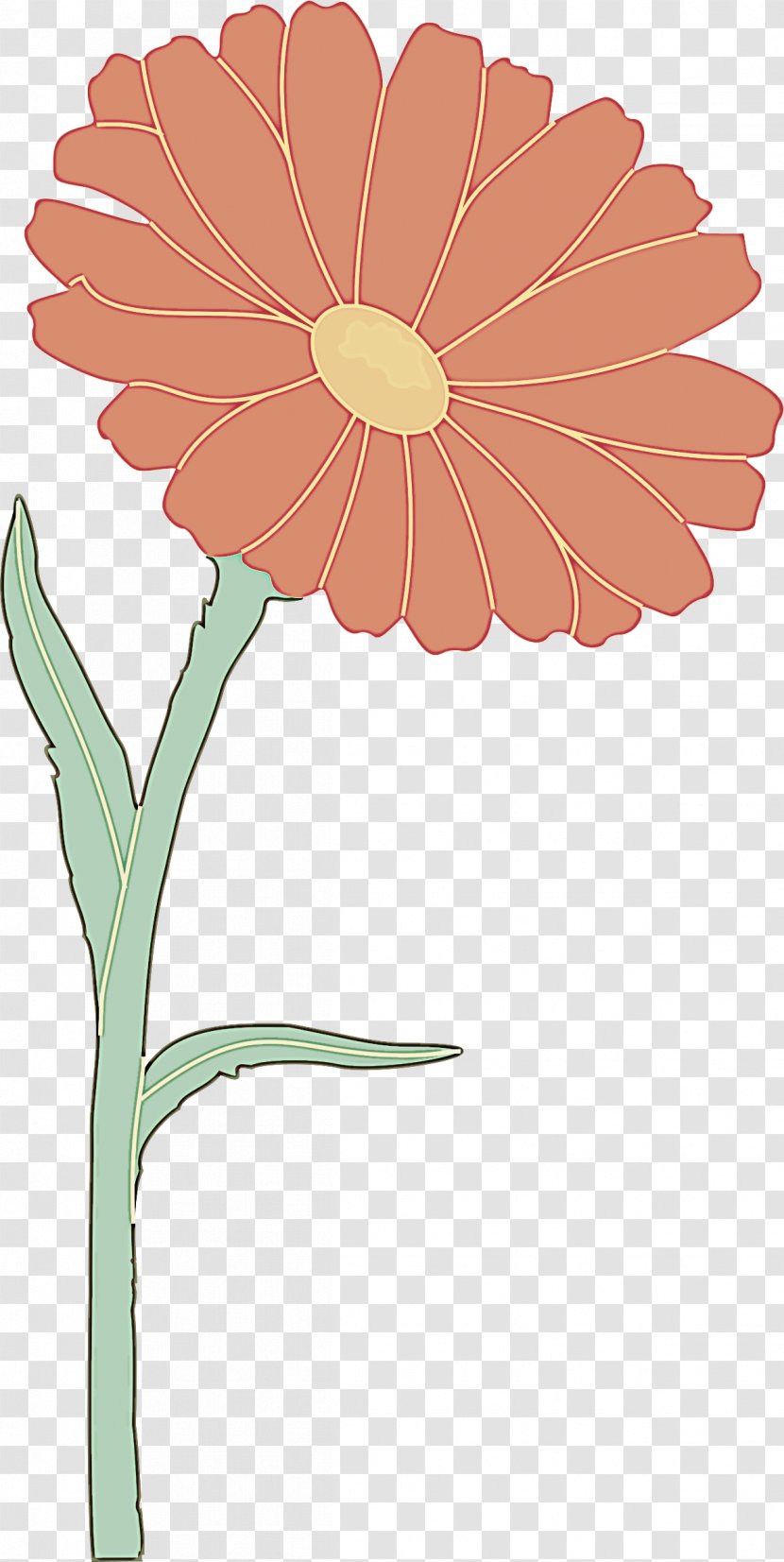 Barberton Daisy Flower Gerbera Plant Flowering - Wildflower Stem Transparent PNG
