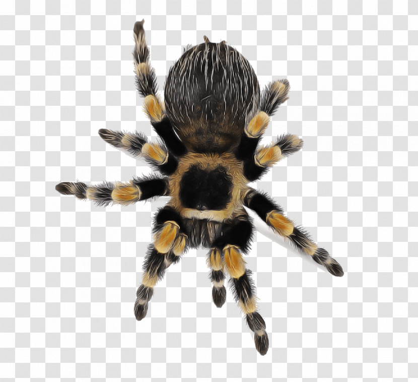 Spider Tarantula Arachnid Orb-weaver Spider Insect Transparent PNG