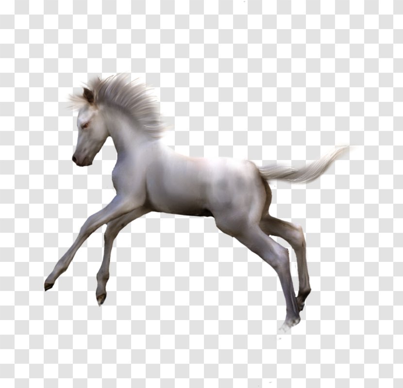 Foal Mane Colt Pony Stallion - Ke Transparent PNG