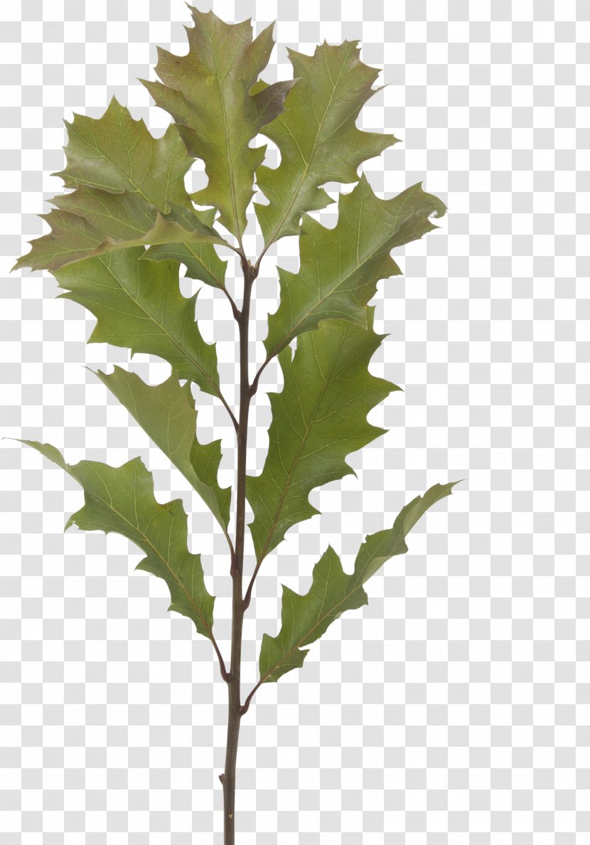 Plane - Black Oak - Woody Plant Scarlet Transparent PNG