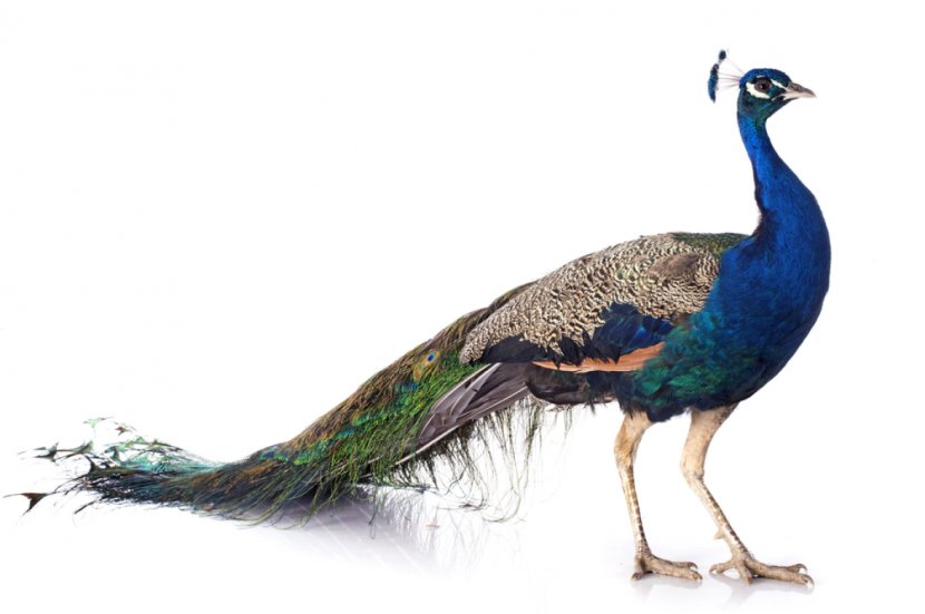 Bird Asiatic Peafowl Female Stock Photography - Beak - Peacock Transparent PNG