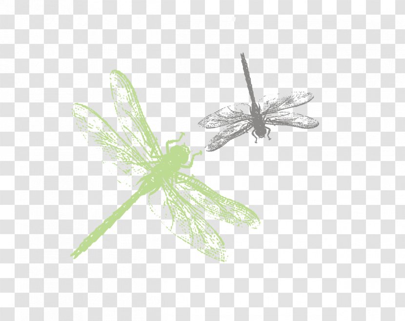 Insect Green Pattern - Wing - Vector Hand-painted Watercolor Dragonfly Transparent PNG