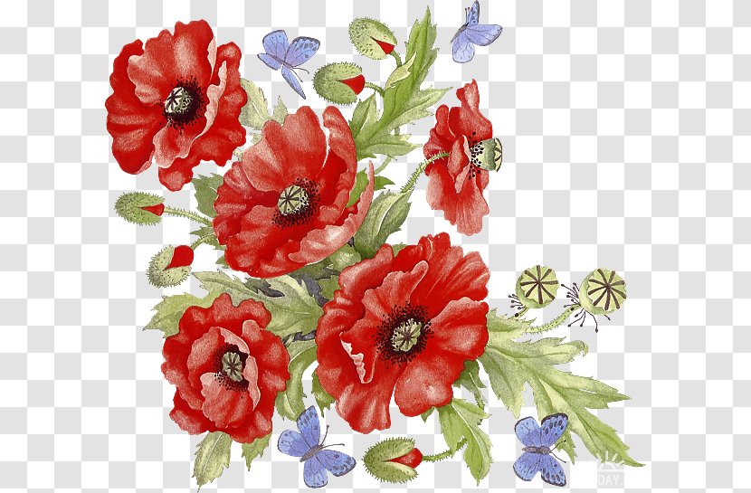 Common Poppy Image Illustration - Flower Arranging - Floristry Transparent PNG