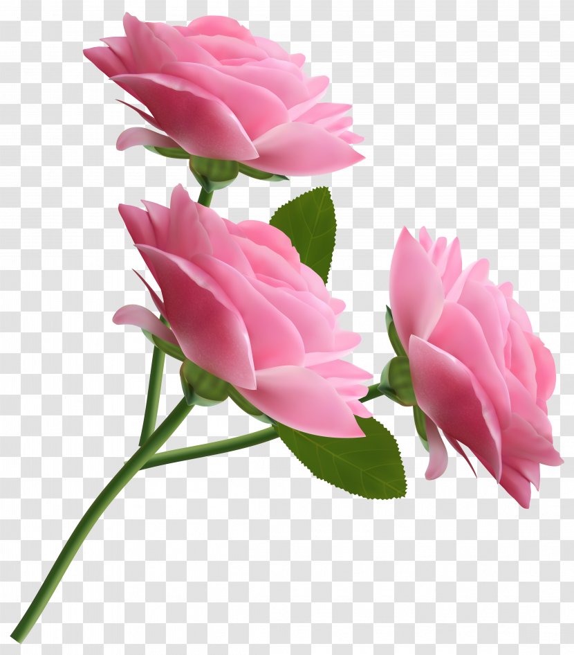 Rose Pink Clip Art - Flowers - Roses Transparent Clipart Transparent PNG