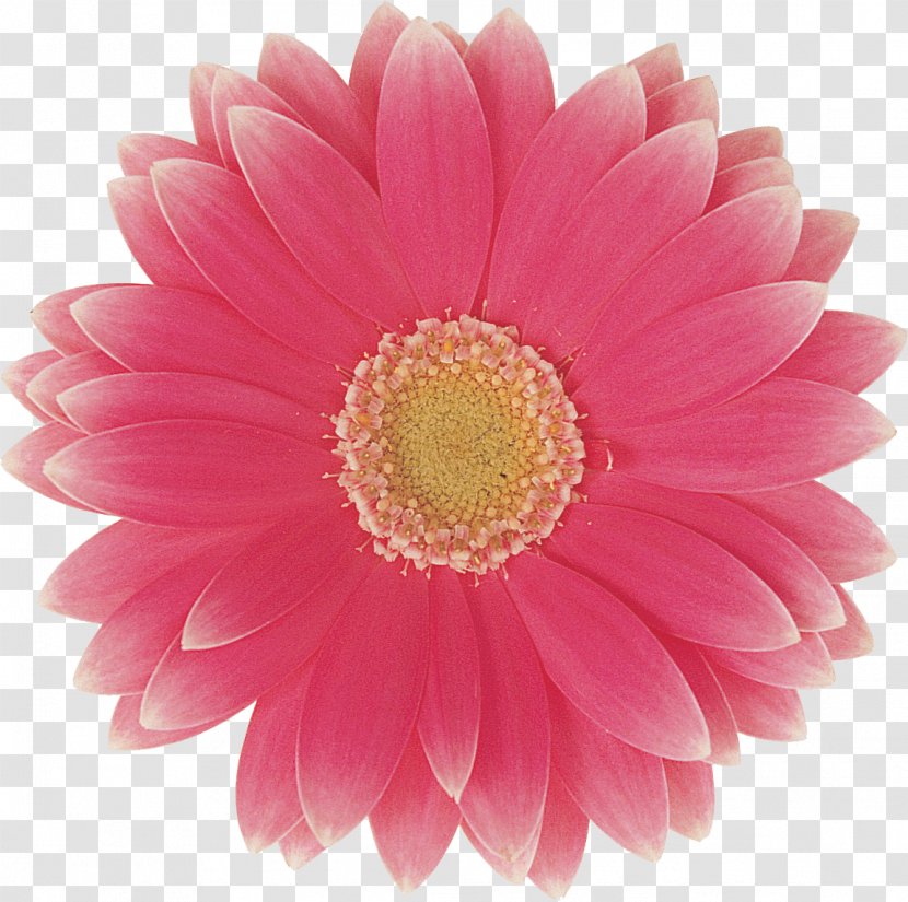 Transvaal Daisy Family Cut Flowers Wedding - Chrysanths - Flower Transparent PNG