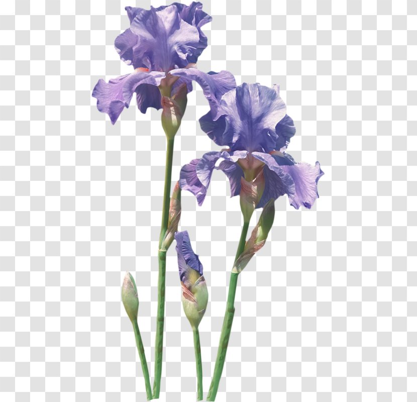Flower Flowering Plant Cut Flowers Iris - Family Petal Transparent PNG